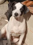 Bijuzinho