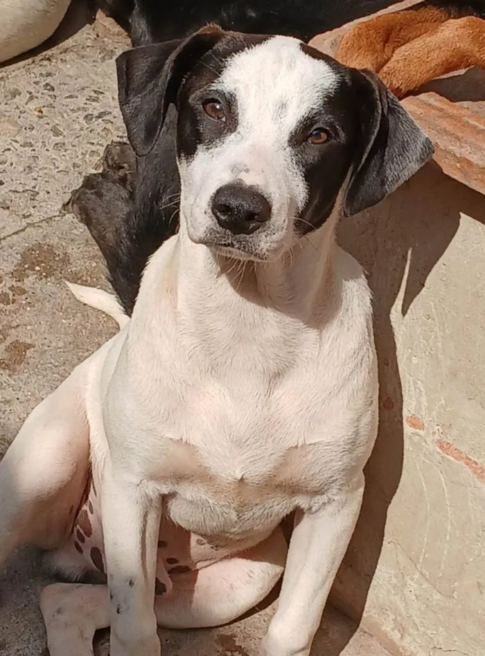 Cachorro ra a SRD-ViraLata idade 2 a 6 meses nome Bijuzinho