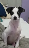 Bijuzinho