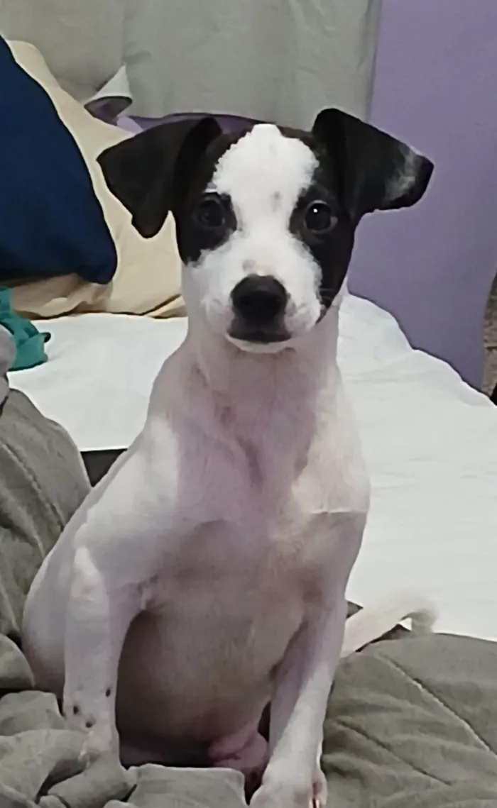 Cachorro ra a SRD-ViraLata idade 2 a 6 meses nome Bijuzinho