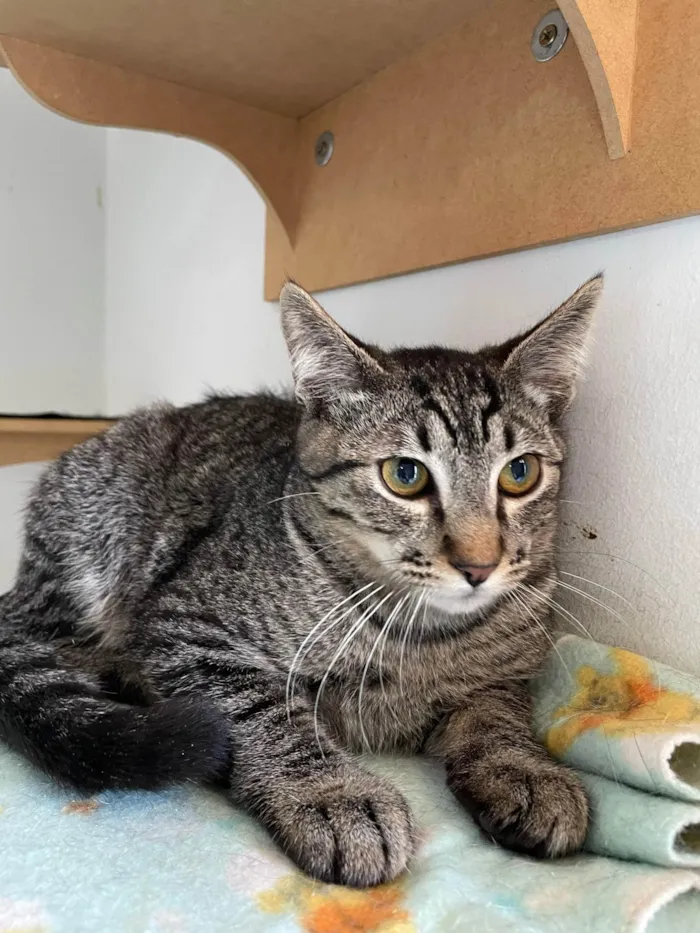 Gato ra a SRD-ViraLata idade 2 a 6 meses nome Bibo