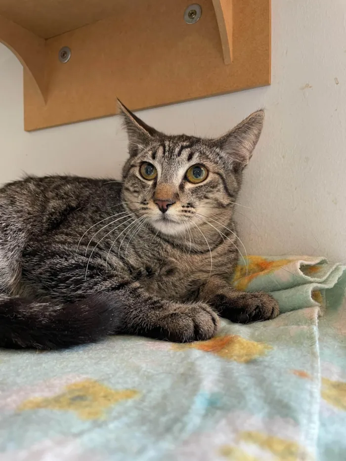 Gato ra a SRD-ViraLata idade 2 a 6 meses nome Bibo