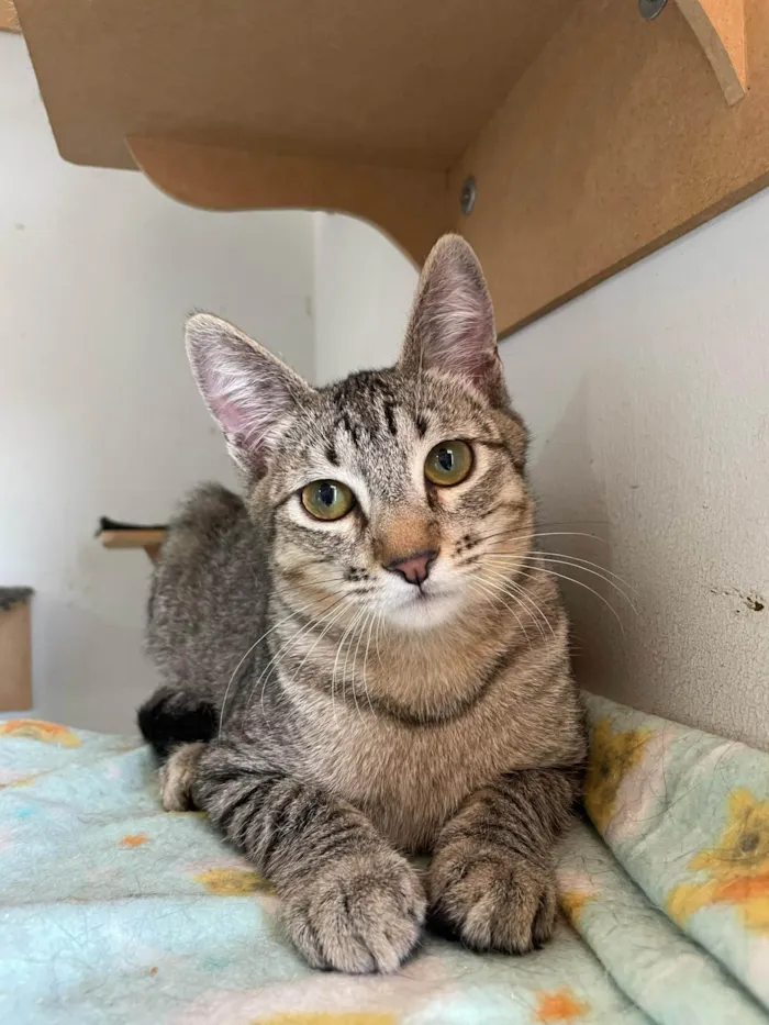 Gato ra a SRD-ViraLata idade 2 a 6 meses nome Billie