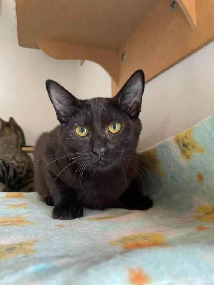 Gato ra a SRD-ViraLata idade 2 a 6 meses nome Black