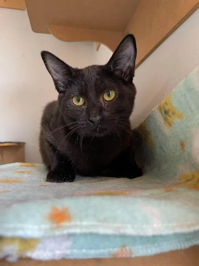 Gato ra a SRD-ViraLata idade 2 a 6 meses nome Black