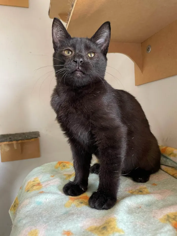 Gato ra a SRD-ViraLata idade 2 a 6 meses nome Cutoco