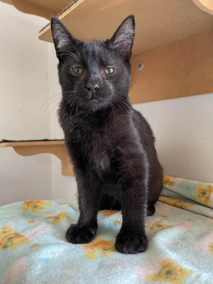 Gato ra a SRD-ViraLata idade 2 a 6 meses nome Cutoco