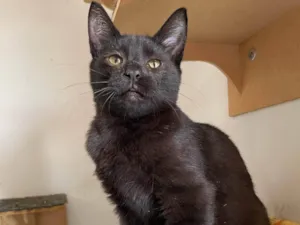 Gato raça SRD-ViraLata idade 2 a 6 meses nome Cutoco