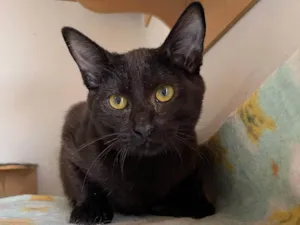 Gato raça SRD-ViraLata idade 2 a 6 meses nome Black