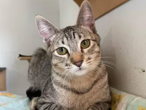 Gato raça SRD-ViraLata idade 2 a 6 meses nome Billie