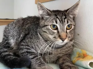 Gato raça SRD-ViraLata idade 2 a 6 meses nome Bibo