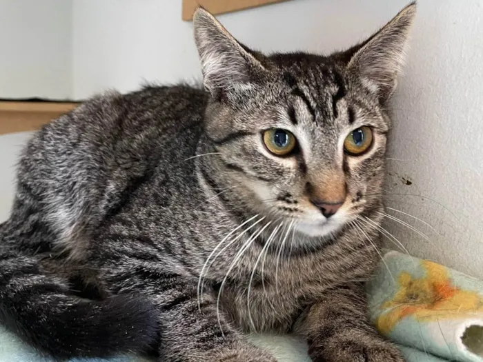 Gato ra a SRD-ViraLata idade 2 a 6 meses nome Bibo