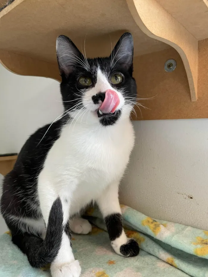 Gato ra a SRD-ViraLata idade 2 a 6 meses nome Frajola