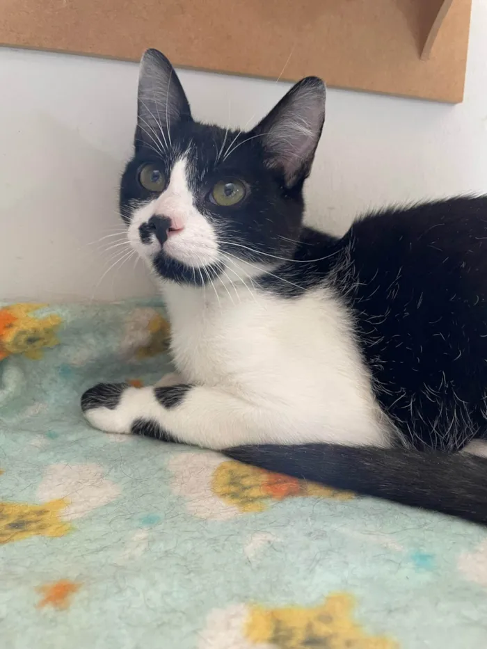 Gato ra a SRD-ViraLata idade 2 a 6 meses nome Frajola