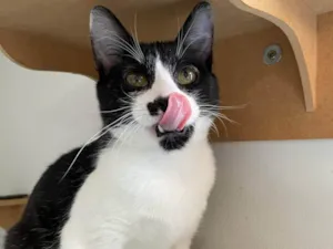 Gato raça SRD-ViraLata idade 2 a 6 meses nome Frajola