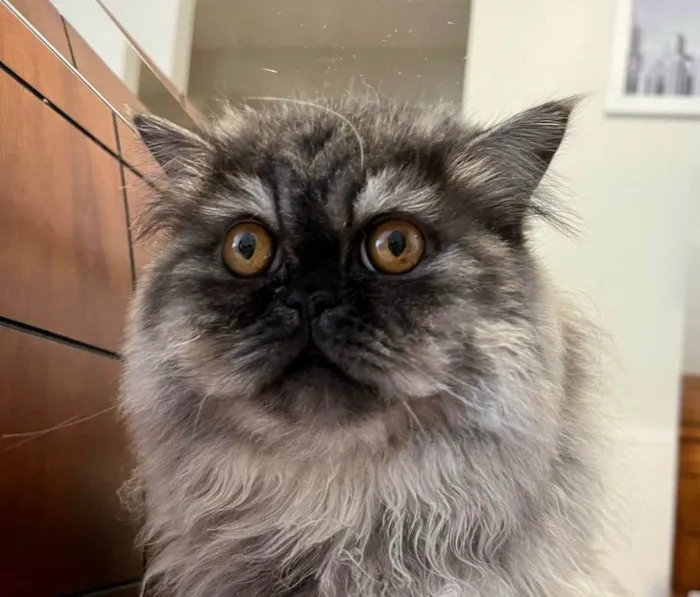 Gato ra a Persa idade 3 anos nome Lion 