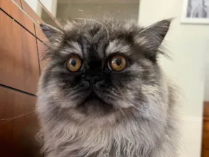 Gato raça Persa idade 3 anos nome Lion 