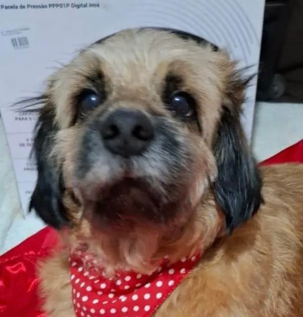 Cachorro ra a Shitzu idade 1 ano nome Duke