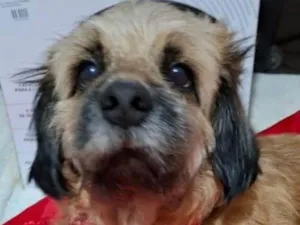 Cachorro raça Shitzu idade 1 ano nome Duke