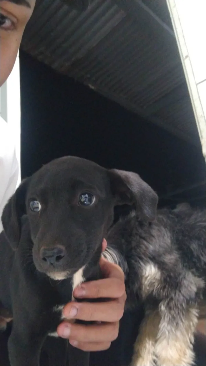 Cachorro ra a SRD-ViraLata idade Abaixo de 2 meses nome Não tem nome ainda