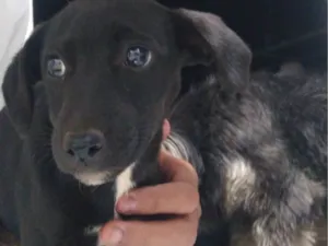 Cachorro raça SRD-ViraLata idade Abaixo de 2 meses nome Não tem nome ainda