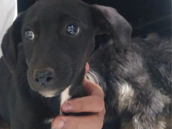 Cachorro ra a SRD-ViraLata idade Abaixo de 2 meses nome Não tem nome ainda
