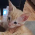 Milo