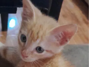 Gato raça SRD-ViraLata idade 2 a 6 meses nome Milo 