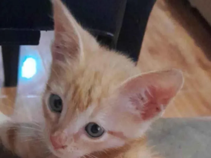 Gato ra a SRD-ViraLata idade 2 a 6 meses nome Milo 