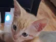 Milo