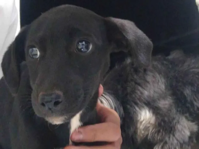 Cachorro ra a SRD-ViraLata idade Abaixo de 2 meses nome Não tem nome ainda