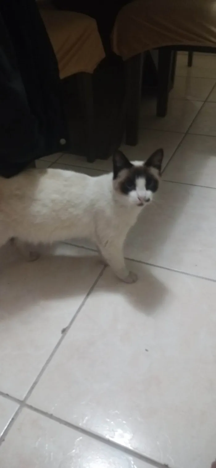 Gato ra a SRD-ViraLata idade 2 anos nome Melissa 