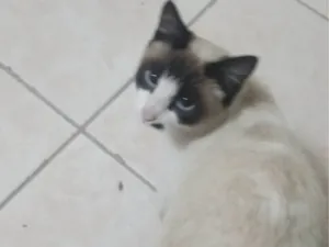 Gato raça SRD-ViraLata idade 2 anos nome Melissa 