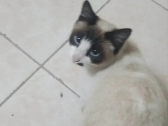 Gato ra a SRD-ViraLata idade 2 anos nome Melissa 