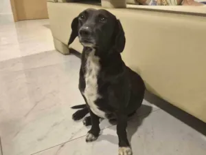 Cachorro raça Basset-Cofap idade 4 anos nome Jeremias