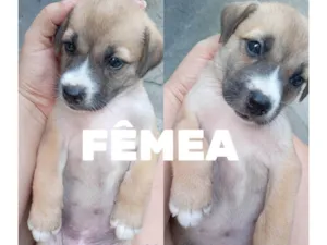Cachorro raça SRD-ViraLata idade Abaixo de 2 meses nome Ainda não tem um nome específico 