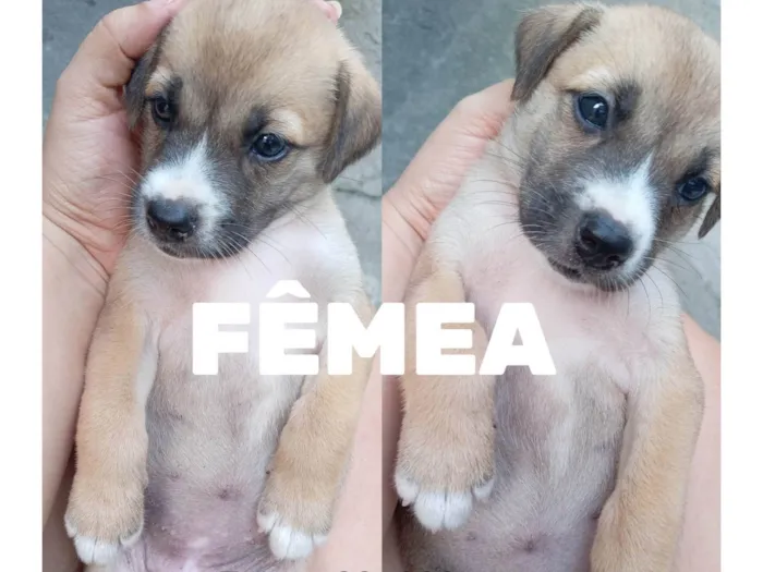 Cachorro ra a SRD-ViraLata idade Abaixo de 2 meses nome Ainda não tem um nome específico 