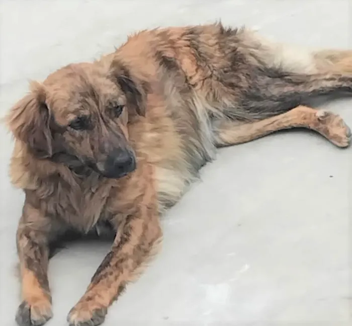 Cachorro ra a SRD-ViraLata idade 2 anos nome Jordana