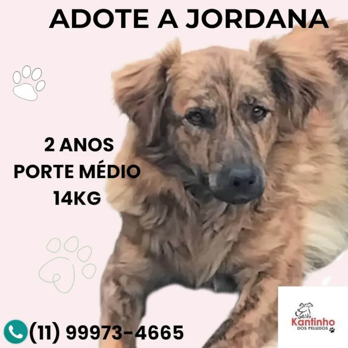 Cachorro ra a SRD-ViraLata idade 2 anos nome Jordana