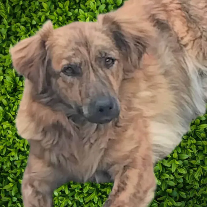 Cachorro ra a SRD-ViraLata idade 2 anos nome Jordana