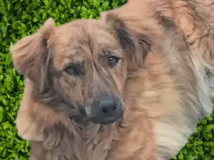 Cachorro raça SRD-ViraLata idade 2 anos nome Jordana