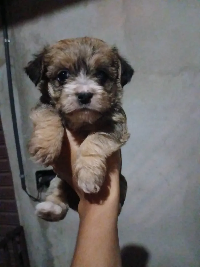 Cachorro ra a SRD-ViraLata idade Abaixo de 2 meses nome Sem Nome
