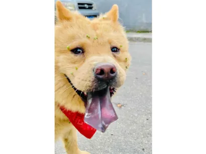 Cachorro raça Chow Chow idade 7 a 11 meses nome Ted