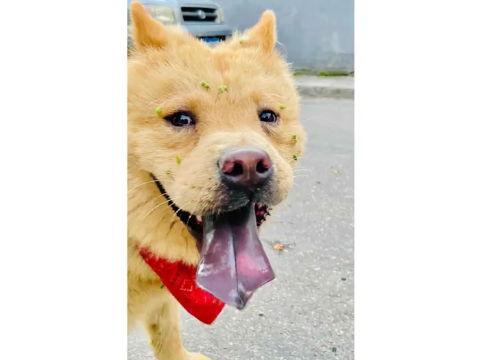 Cachorro ra a Chow Chow idade 7 a 11 meses nome Ted