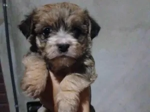 Cachorro raça SRD-ViraLata idade Abaixo de 2 meses nome Sem Nome