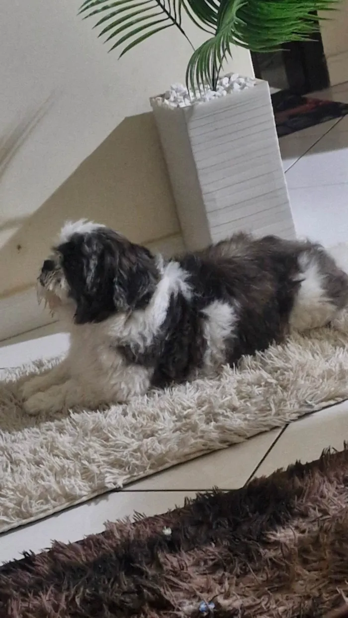Cachorro ra a Shitzu idade 7 a 11 meses nome N tem nome