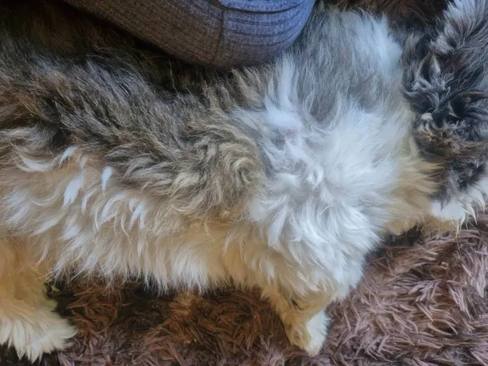 Cachorro ra a Shitzu idade 7 a 11 meses nome N tem nome