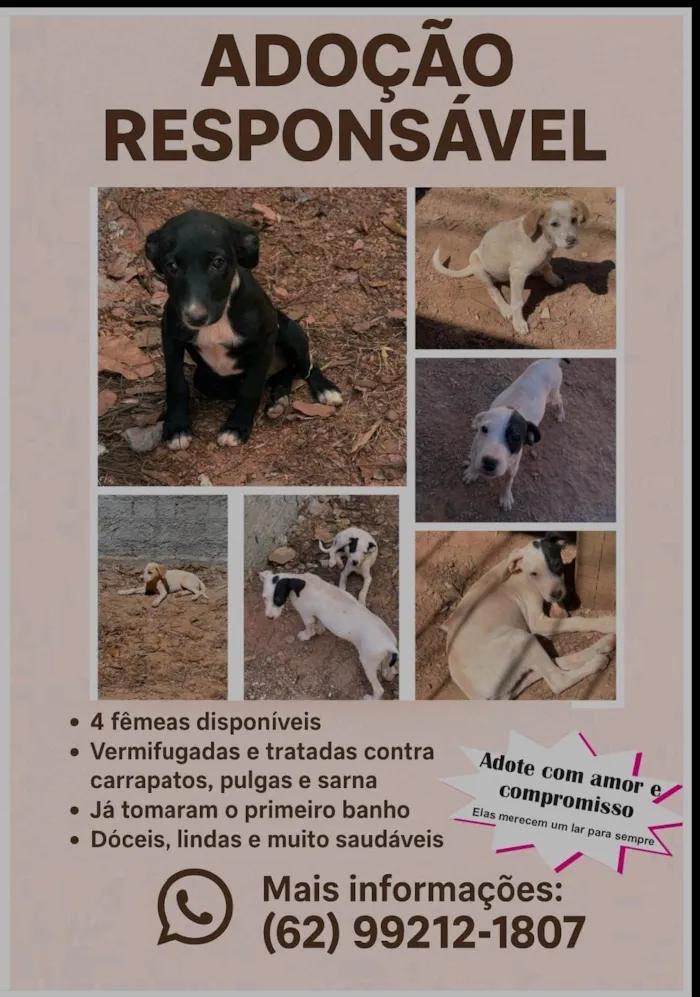 Cachorro ra a SRD-ViraLata idade 2 a 6 meses nome 4 Fêmeas
