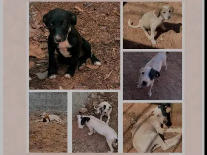 Cachorro raça SRD-ViraLata idade 2 a 6 meses nome 4 Fêmeas