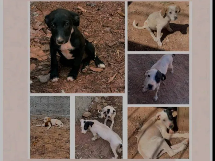 Cachorro ra a SRD-ViraLata idade 2 a 6 meses nome 4 Fêmeas